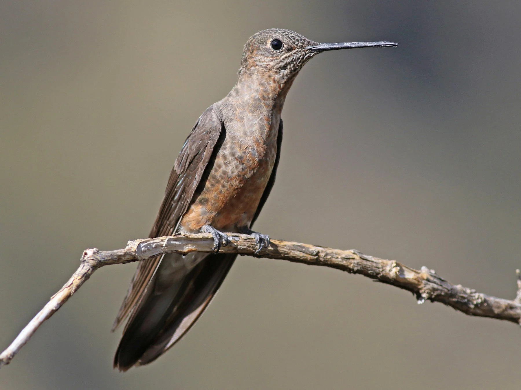 Hummingbirds of the Americas — Anthony Lujan